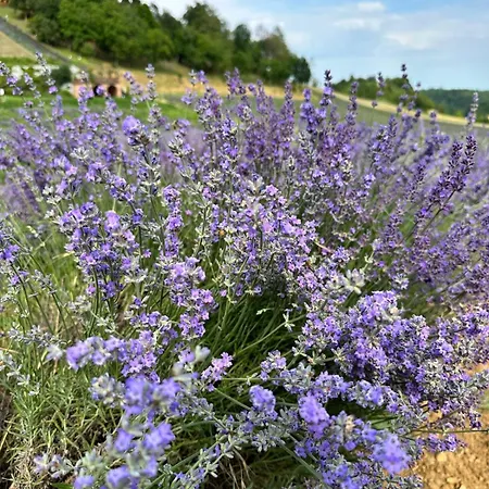 Le Corti Di San Rocco 팜스테이 *