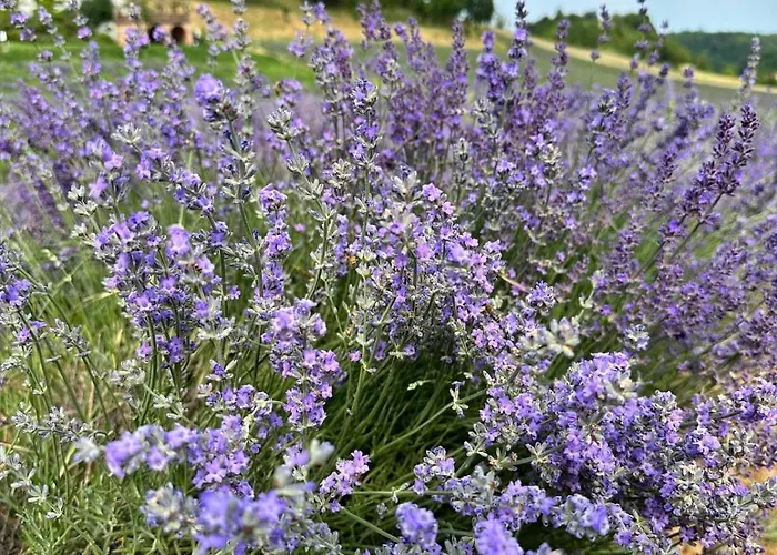 Le Corti Di San Rocco Farm stay *